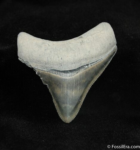 Bone Valley Megalodon Tooth #529